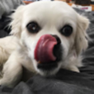 Meet your Posher, Maggie